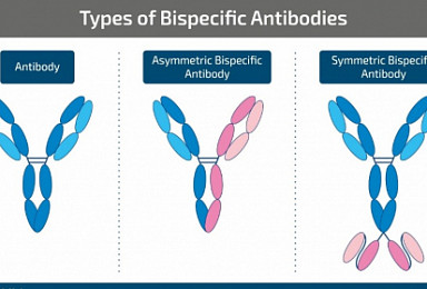 GENUV, Research for the Development of “Asymmetric Bispecific Antibody Platform”