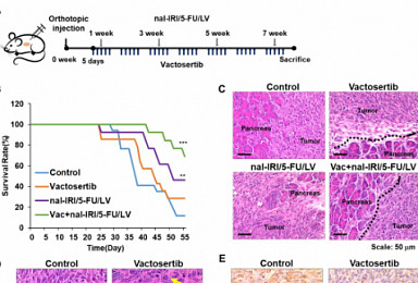 메드팩토, '백토서팁+오나바이드' 췌장암 전임상 공개
