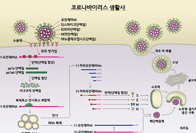 첫 전사체 분석 '사스코로나바이러스-2'의 주요 특징은