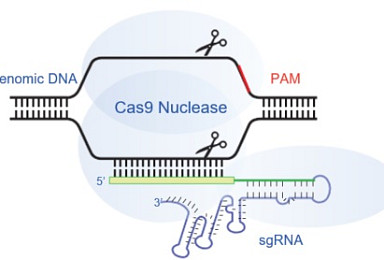 툴젠, ‘CRISPR 특허' UC버클리∙브로드硏과 “저촉심사”