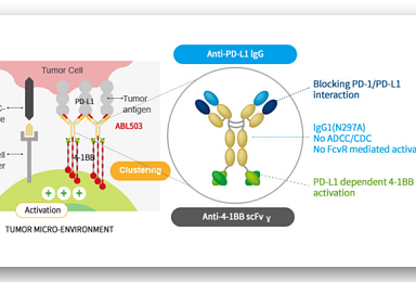 에이비엘, PD-L1x4-1BB 이중항체 