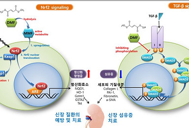 큐라클, 경구용 당뇨병성신증 2a상 
