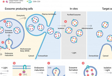 일리아스, '빛 이용 엑소좀 탑재기술' 日·中 특허등록