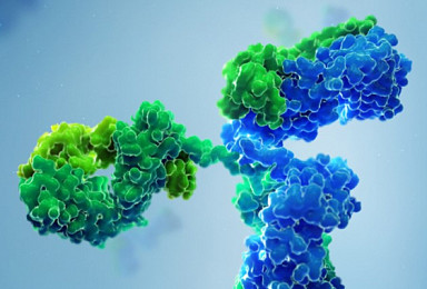 中 하버, 한올 'FcRn 항체' 