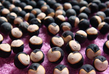 노보노, 심부전 'iPSC 치료제' 日하트시드에