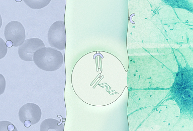 애르스카, 시드 2100만弗..뇌질환 ‘BBB 셔틀’ RNAi