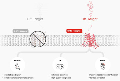 한미약품, 'UCN2 유사체' 비만 