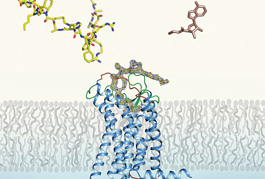 스트럭처, ‘경구 GLP-1’ 비만 2상 “경쟁력, 주사제 유사”