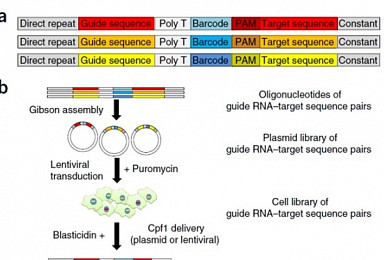 차세대 'CRISPR-Cpf1' 대용량 검증기술 세계 최초 개발