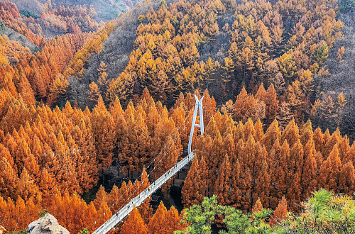 크고 넓은 한밭, 숲을 걸으며 위로받다