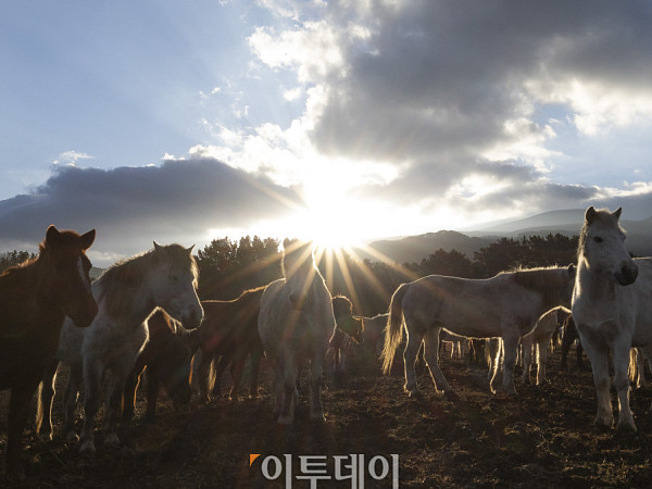 떠오르는 병오년 태양, '제주마처럼 힘차게 나아가는 새해 되길' [포토]