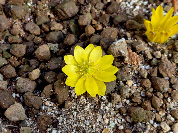'노란 등불 밝힌 봄의 전령사' [한컷]