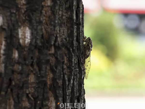 오래 기다린 여름 [한컷]