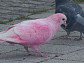 '순간포착' 분홍빛 비둘기의 비밀…돌연변이 or 염색 비둘기?