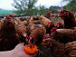 EBS '한국기행' 청도 통나무집, 닭 방사해서 키우는 부부의 행복 찾기
