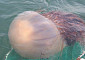 포항 송도해수욕장에서 50㎝ 대형 해파리 출몰