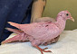美 뉴욕서 발견된 분홍 비둘기…희귀종 아닌 파티용? "염색 됐다"