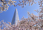 ‘벚꽃 호캉스’, 서울서 제대로 즐길 삼대장은 바로 이곳