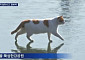 꽁냥이 챌린지 열풍…“꽁꽁 얼어붙은 한강 위로 고양이가 걸어다닙니다”