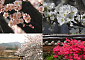 600년 전 조선 화원에 핀 꽃은?…고전 전통 화원 식물 한자리에