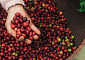 네스카페, 커피 kg당 온실가스 배출 최대 30% 감축