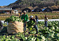 농촌 일손난에 숨통…공공형 계절근로 130곳으로 대폭 확대