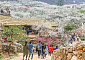 한반도 봄의 전령사....광양 매화축제 셔틀버스 운영된다