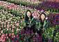 [포토] 120만 송이 봄꽃 만개, 에버랜드 튤립축제 20일 개막