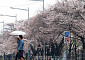 여의도 봄꽃축제 앞두고 이른 벚꽃 '활짝' [포토]