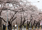 주말 전국 봄비에 벚꽃 나들이 ‘비상’⋯제주 150㎜ 폭우