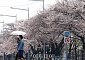 [내일날씨] 벚꽃 구경 가능할까…일요일 밤부터 일부 지역 비 소식