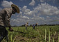 “설탕? 우리도 모자라”⋯인도 수출제한에 국제 가격 급등