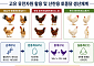 백숙·삼계탕 넘어 달걀로…토종닭, 프리미엄 시장 겨냥