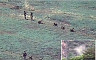 DMZ 지뢰폭발