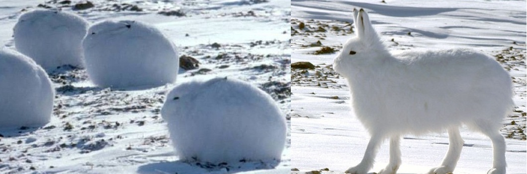 몰랐던 토끼의 진실, 토끼 다리가 그 정도였어?