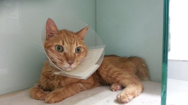 ▲사진출처=준팔이 사진(온라인커뮤니티)