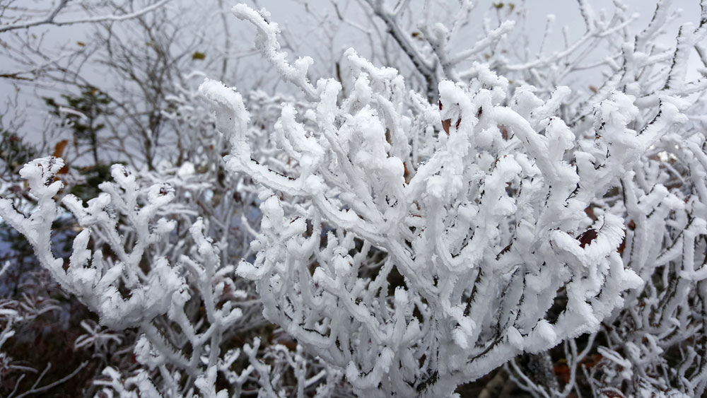 ▲ 11일 오전 국립공원 설악산 귀떼기청(해발 1천578m) 부근에 단풍과 함께 상고대가 활짝 펴 한겨울을 방불케 하는 장관을 연출했다. 사진은 이날 오전 7∼10시께 귀떼기청 부근의 모습이다. (사진=연합뉴스)
