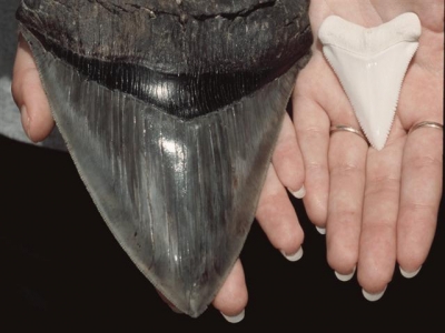 ▲노스캐롤라이나에서 발견된 메갈로돈 상어 이빨(왼쪽)과 백상아리 이빨. 사진=인디펜던트