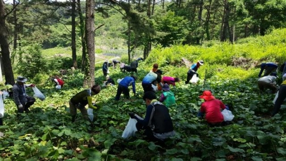 ▲전북 허브 산학연협력단의 경우 허브가공 신제품 개발 및 기술이전, 유통조직 활성화 및 허브관광 프로그램 도입 등을 목표로 사업을 추진 중이다. 사진은 곤달비 체험행사 모습.