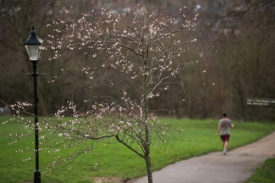 ▲12월 중순에 벚꽃 핀 영국 런던 북부의 알렉산드라 팰리스 공원. AFP연합뉴스