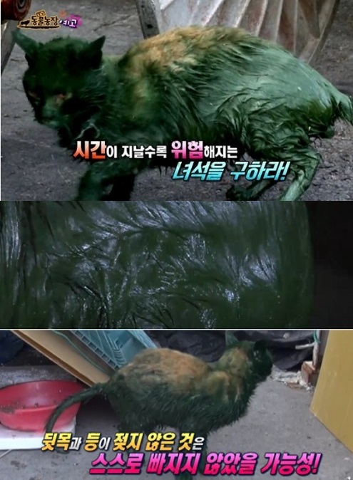 (출처: SBS ‘TV 동물농장’ 캡쳐)