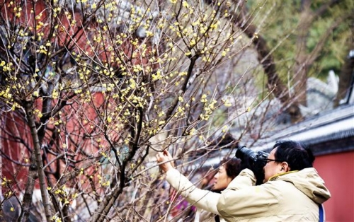 ▲중국 베이징의 한 불교 사찰에서 관광객들이 6일(현지시간) 봄꽃이 피는 것을 촬영하고 있다. 베이징/신화뉴시스