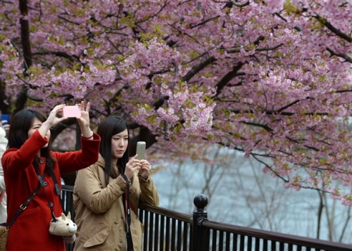 ▲일본 시즈오카 현에서 2014년 3월 5일(현지시간) 관광객들이 벚꽃이 핀 가운데 사진을 찍고 있다. 시즈오카/신화뉴시스