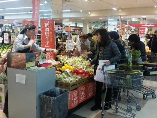 ▲당조고추를 재배하고 있는 영농조합법인 ‘농부의꿈’은 올해부터 한국농수산식품유통공사(aT)와 함께 일본 수출을 본격화했다. 사진은 일본 현지 테스트 판매 전경.