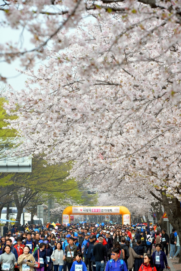 ▲벚꽃이 만개한 거리를 가족, 연인들과 함께 걸으면서 즐기는 '사랑의 봄꽃길 걷기대회'가 시민 4000여명이 참석한 가운데 성황리에 열렸다(사진=최유진 기자)