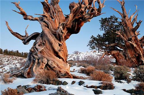 ▲세계 최고령 나무는 미국 캘리포니아의 히코리나무 '므두셀라'로 올해 4847살로 추정됐다. 사진은 므두셀라와 같은 종류인 히코리 나무의 모습. (연합뉴스)
