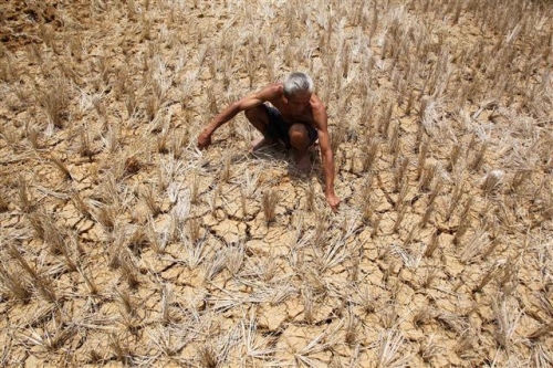 ▲필리핀 불라칸 주에서 지난달 13일(현지시간) 한 농부가 가뭄으로 말라붙은 논에서 벼를 살펴보고 있다. 불라칸/신화뉴시스