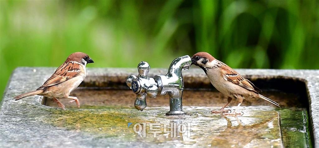 [포토] '참새 약수터'