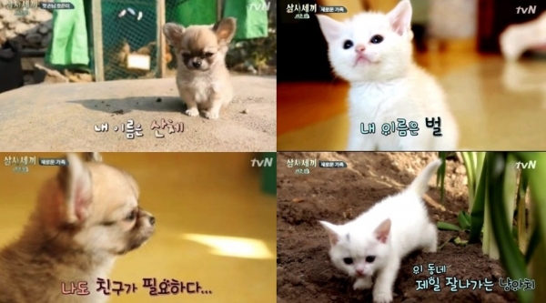 ▲삼시세끼 산체와 벌이(출처= tvN ‘삼시세끼 어촌편’방송캡처 )