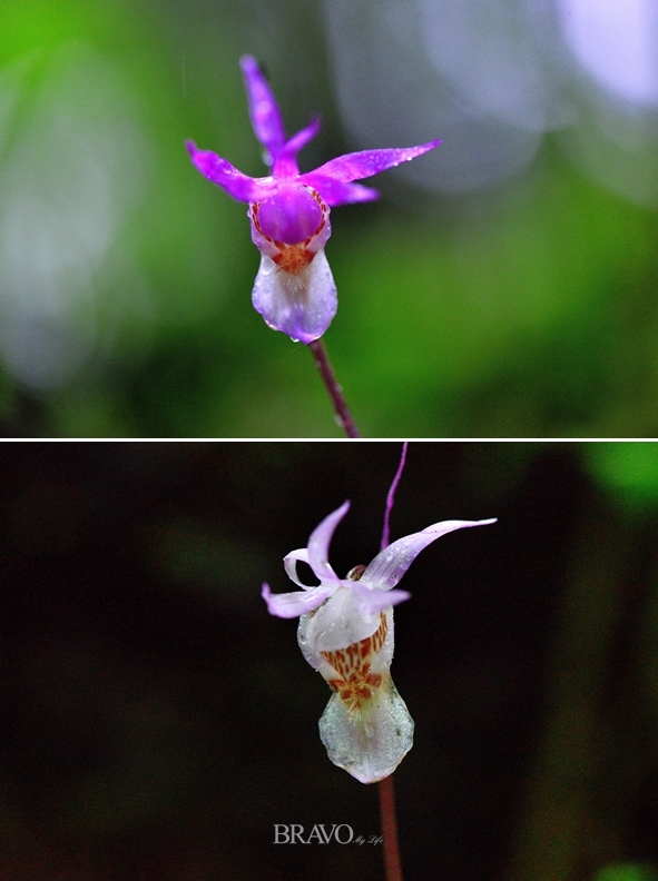 ▲애기풍선난초, 난초과 풍선난초속의 여러해살이풀, 학명은 Calypso bulbosa (L.) Oakes var. bulbosa.(김인철 야생화 칼럼니스트)